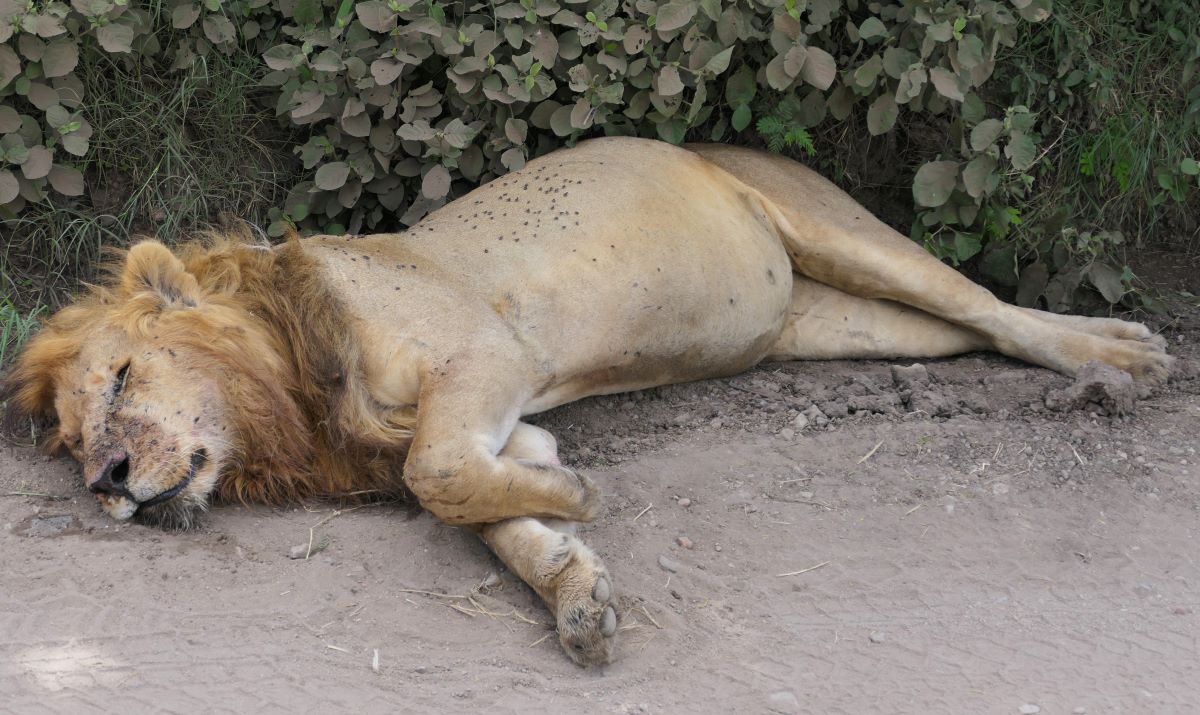 This sleeping lion with dozens of insect on it demonstrates the need for good insect repellent on your African Safari