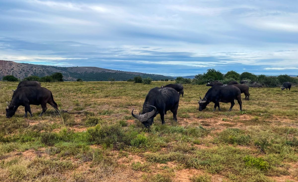 Cape buffalo grazing in Amakhala National Park