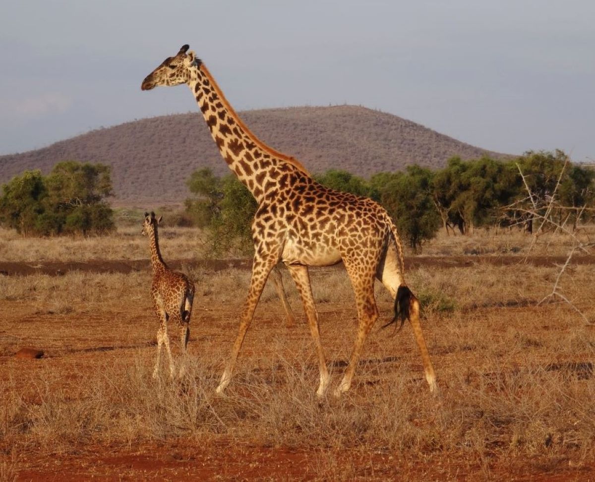 Amboseli National Park has a high concentration of wildlife, including giraffes