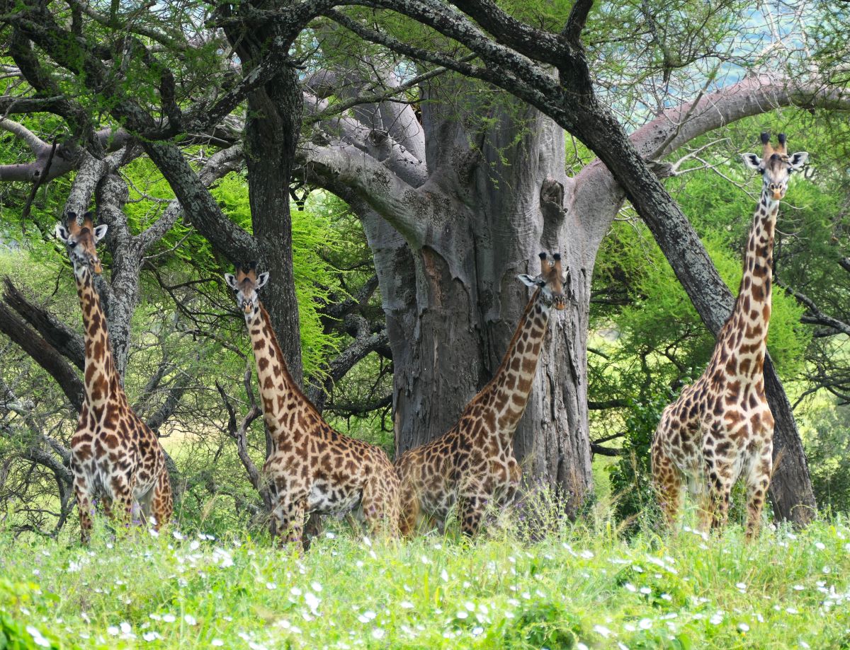 Arusha National Park is one of the best places to go on safari in order to see giraffes.