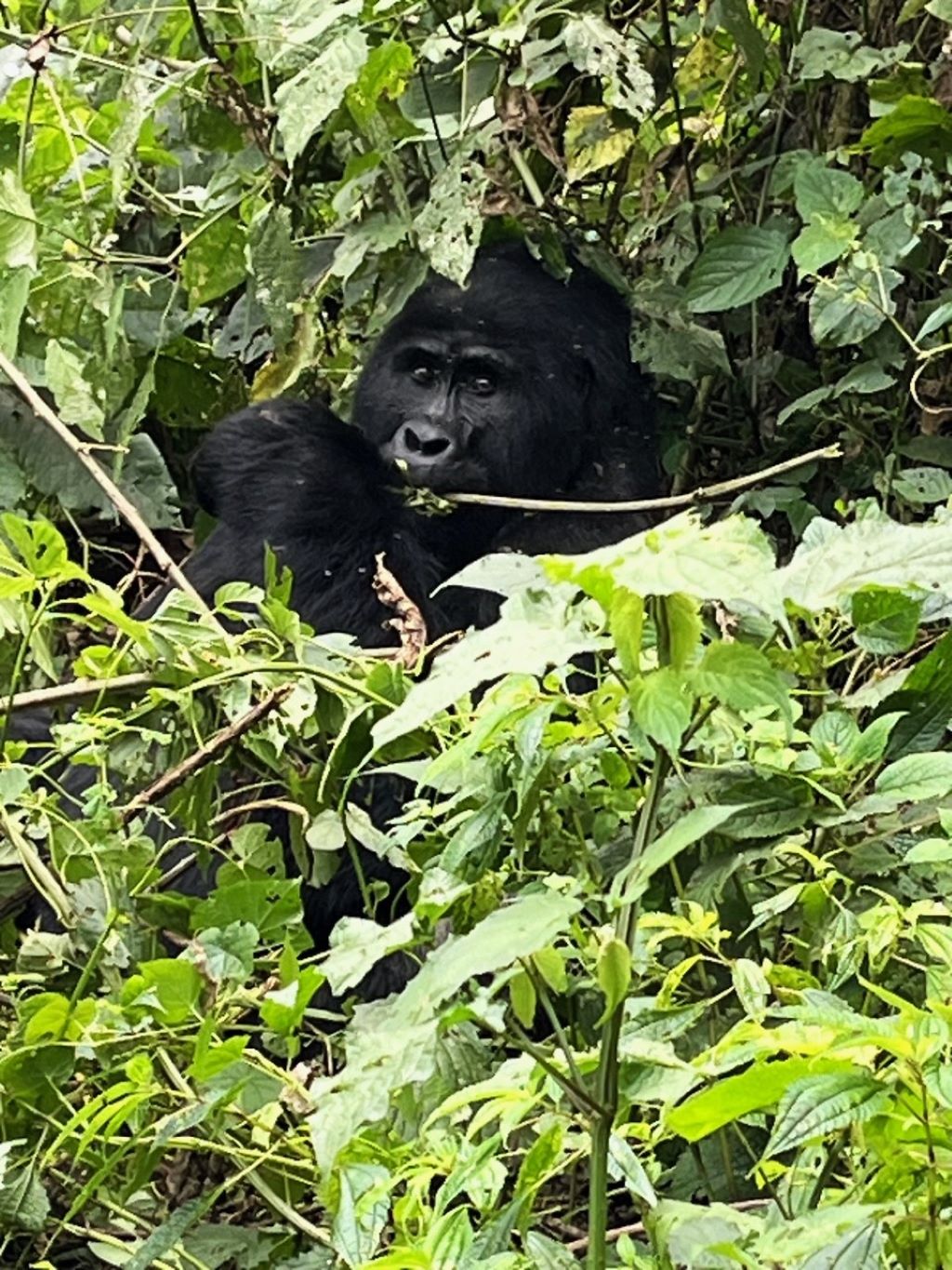 The opportunity to spot gorillas in Bwindi Impenetrable National Park make it one of the best places to go on safari in Uganda 