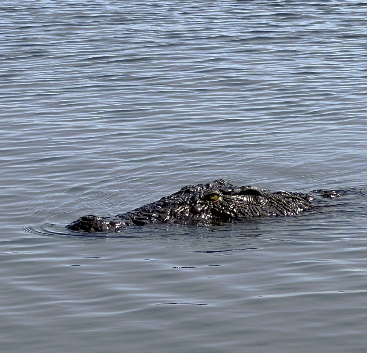 Crocodile in Chobe National Park