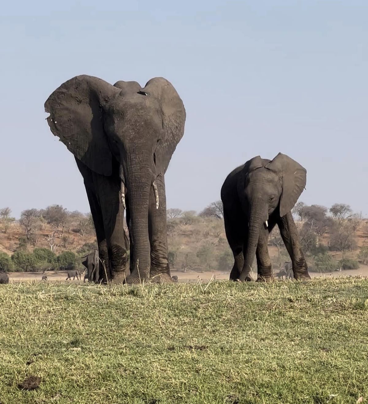 Chobe National Park is one of the best places to go on safari in order to view elephants