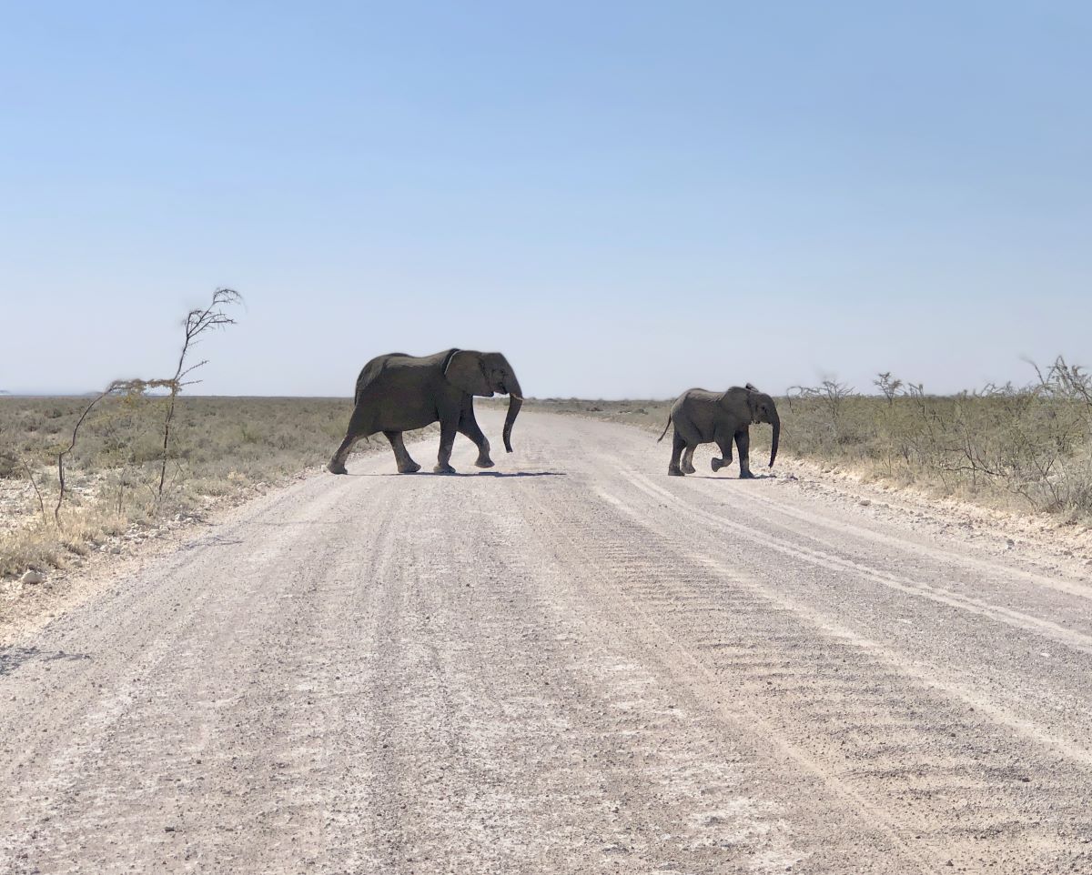 Elephants crossing the road around the Etosha salt pan 