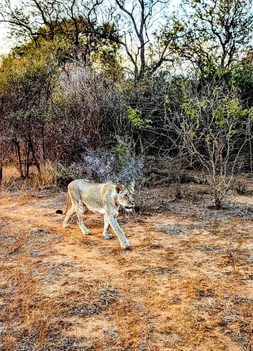 A lioness in the Karongwe Private Game Reserve