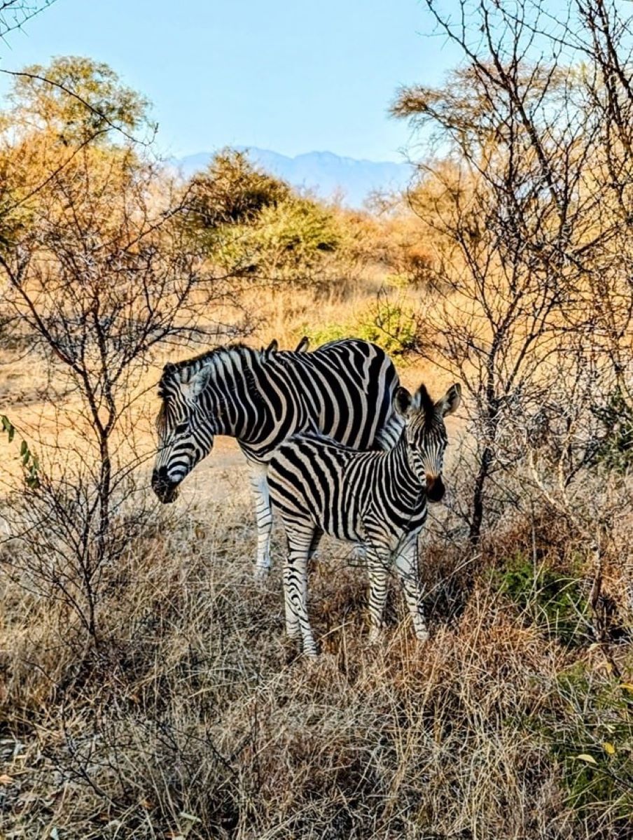 A pair of zebras in the Karongwe Private Game Reserve