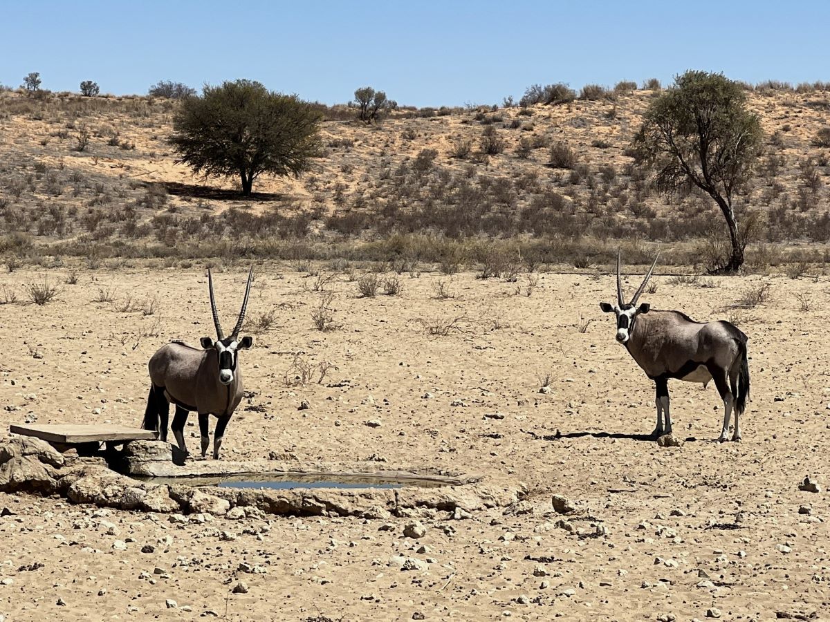 Kgalagadi Transfrontier Park is the best place to go on safari in order to see  the unique gemsbok antelope