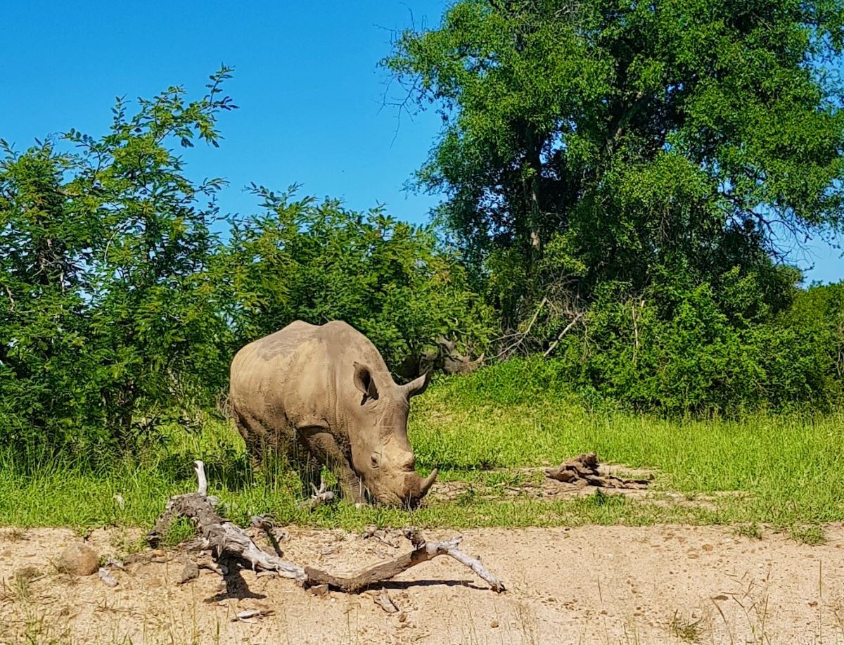 The elusive rhino in Kruger National Park, Sout Africa