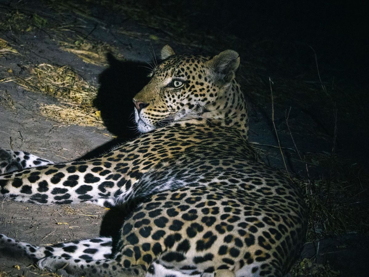 Frequent leopard sightings in Khwai National Reserve make it one of the best places to go on safari in Botswana