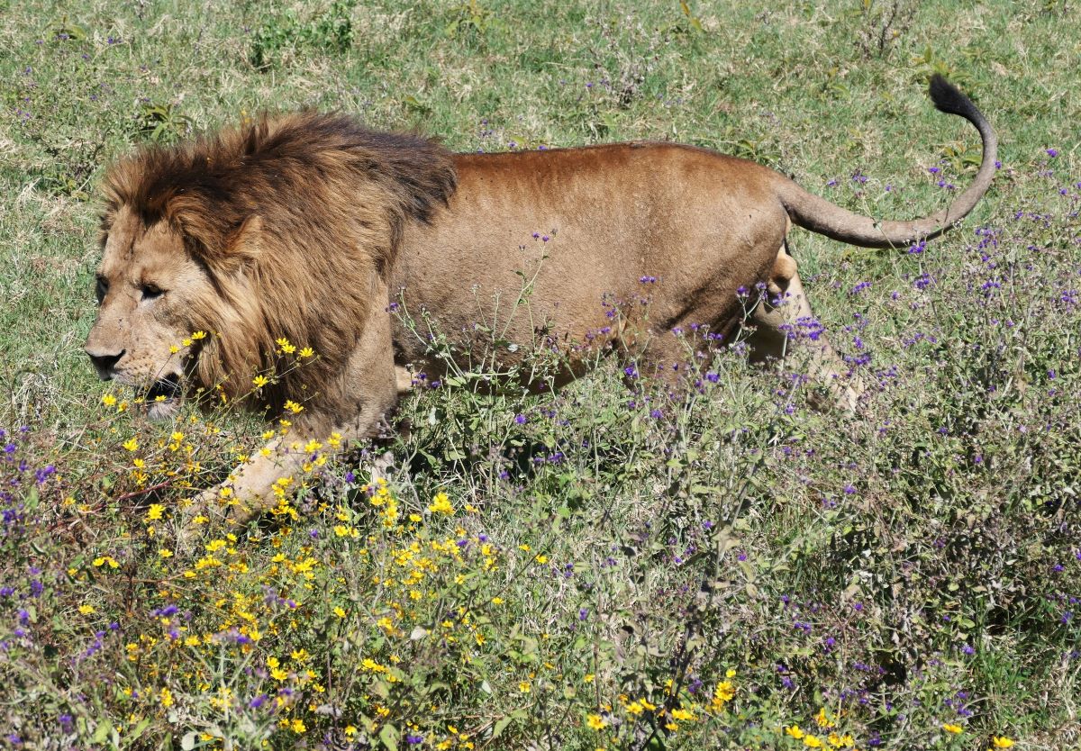 Male lion in the Ngorongoro Crater