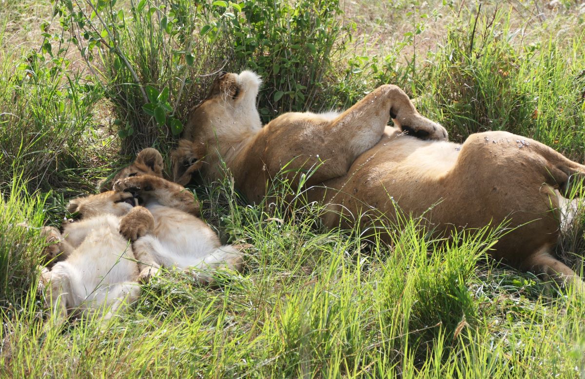 Sleeping lioness with her cubs on the Serengeti