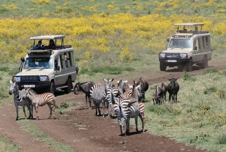 Best Places to Go On Safari In Africa