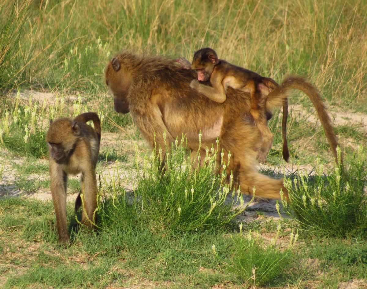 Baboon family in the Okavango Delta, one of the best places to go on Safari in Africa