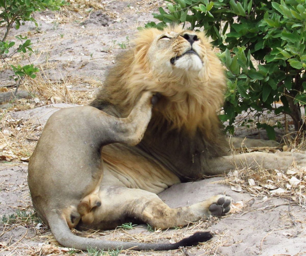 Lion scratching himself in Okavango Delta