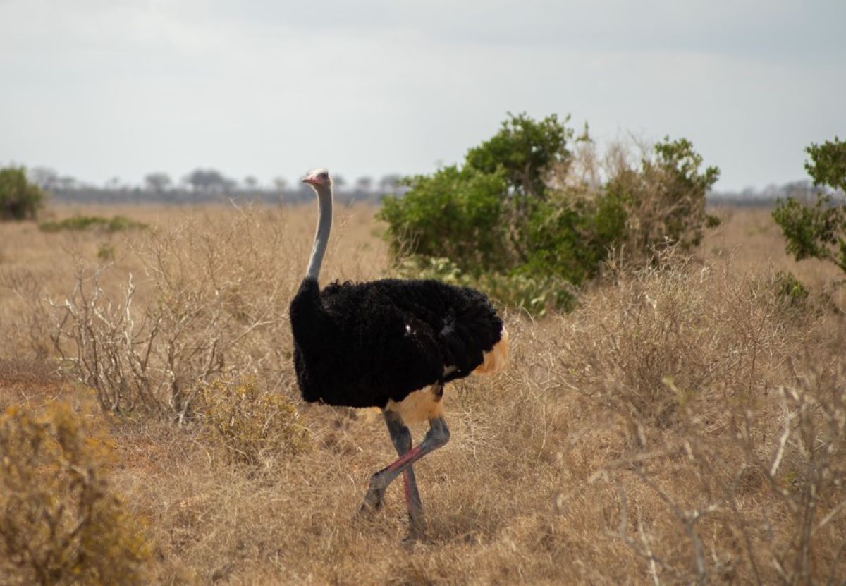 Ostrich in Kenya's Tsavo National Park