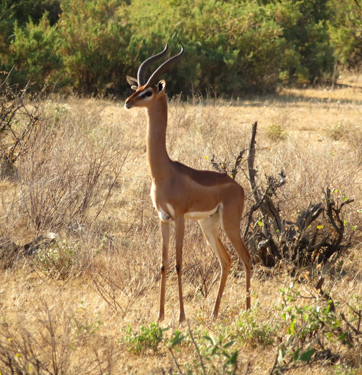 Photo of a gerenuk in Samburu National Reserve, Kenya