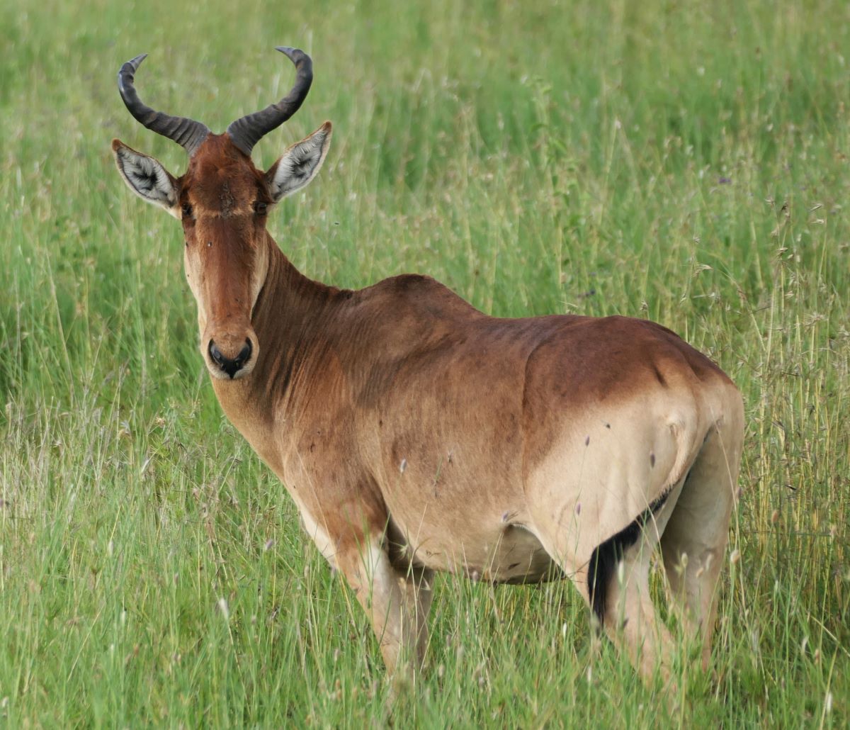 The Serengeti is one of the best places to go on safari in order to see the Coke's Hartebeest