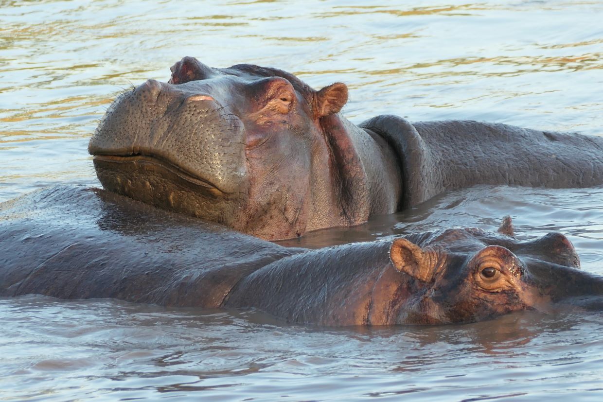 Hippos basking in a poop in a river in the Serengeti