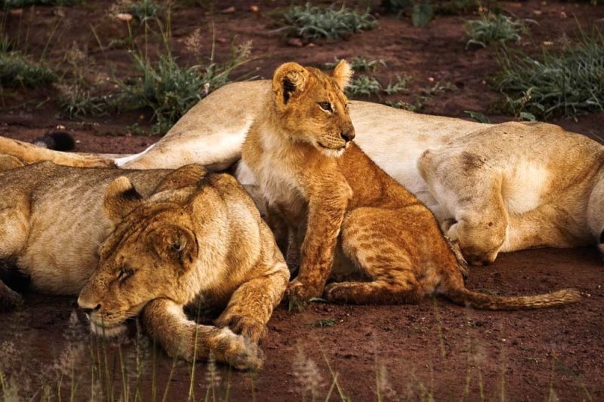 A family of lions in the Serengeti, one of the best places to go on safari!