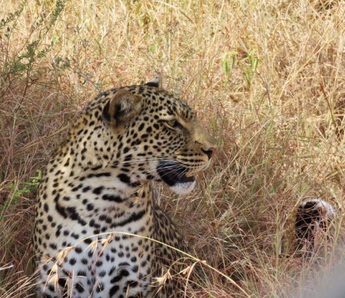 Cheetah in Tarangire National Park, Tanzania