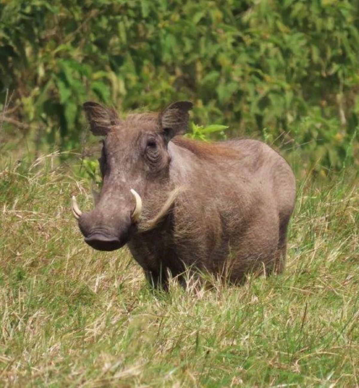 Warthog in Tarangire National Park, Tanzania