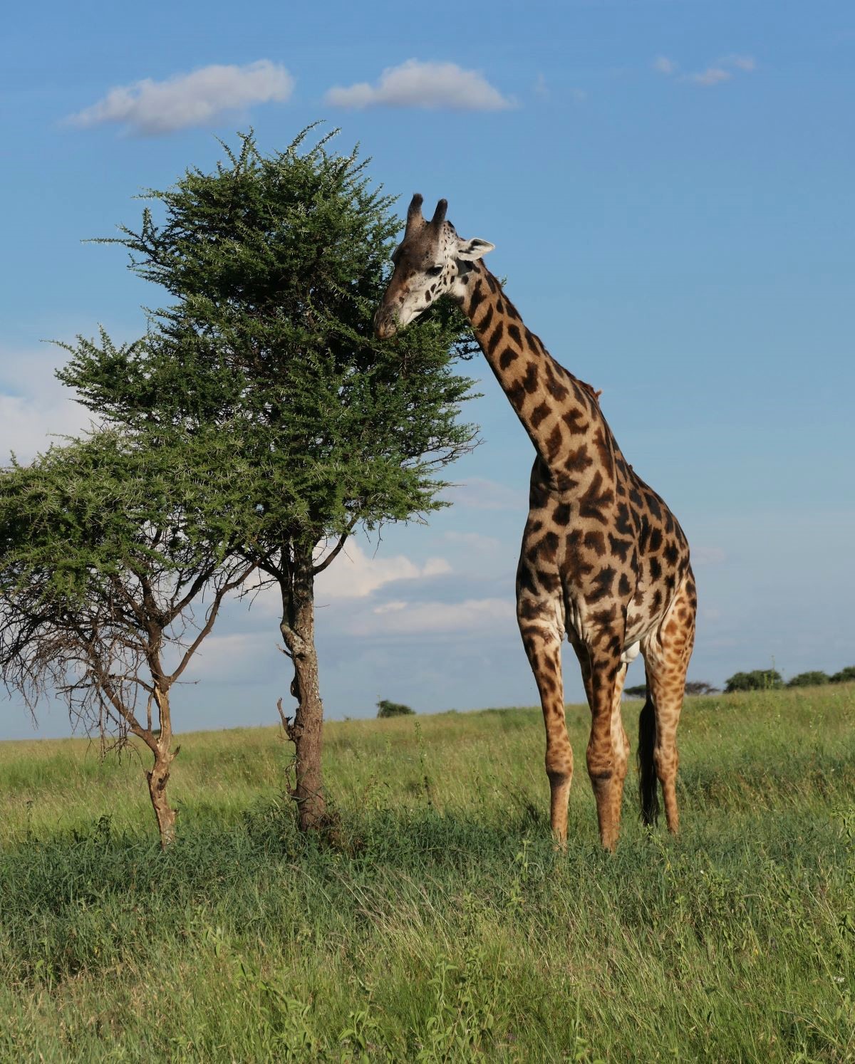 Head to Serengeti National Park in order to see giraffes.