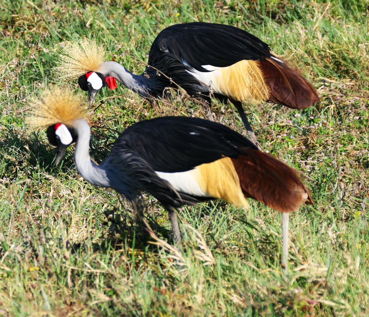 Gray-crowned cranes on the floor of the Ngorongoro Crater