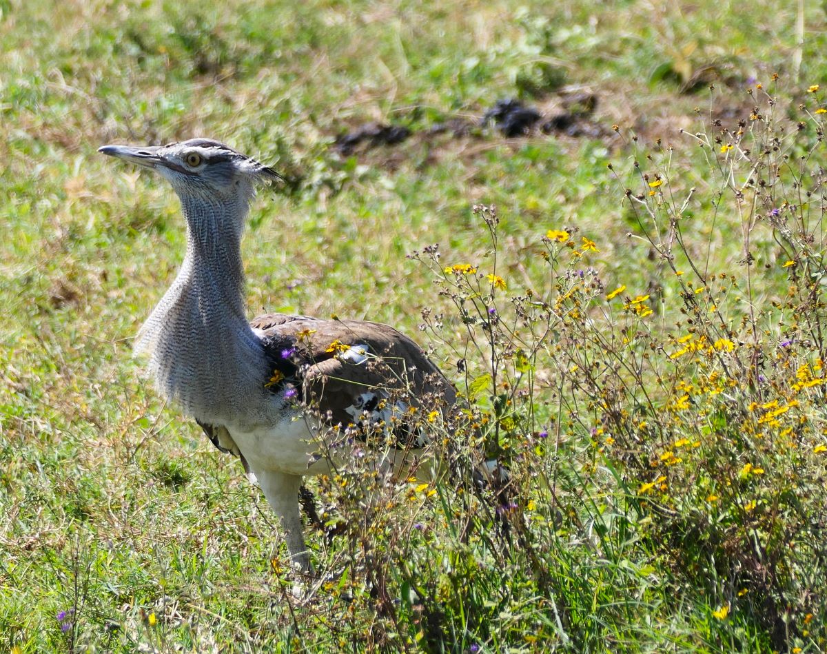 A Kori bustard on the floor of the Ngorongoro Crater