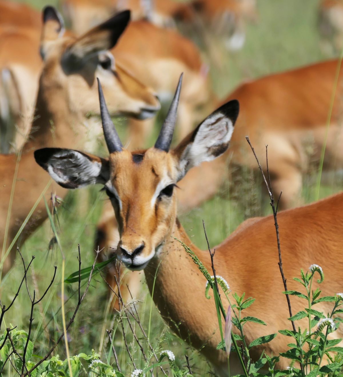 Impalas can be found in the Serengeti