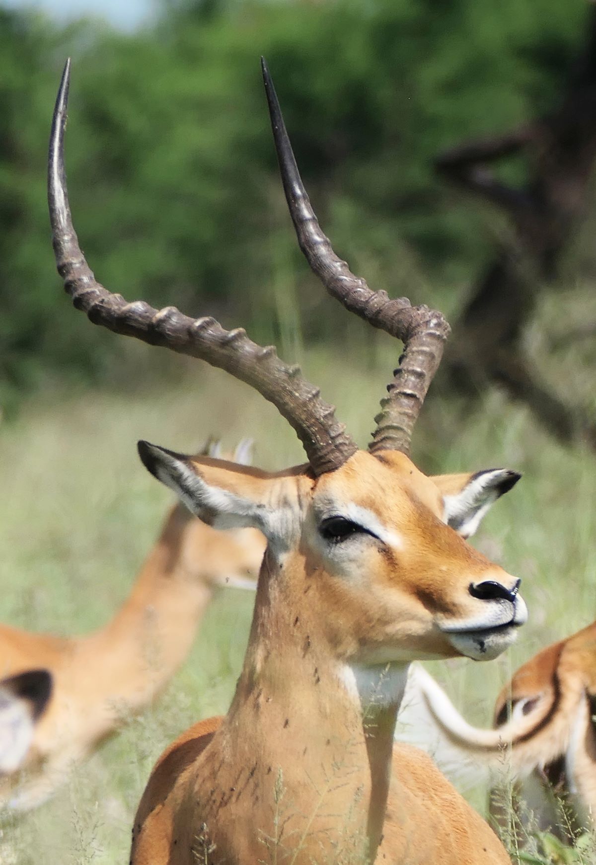 Image of a male Impala