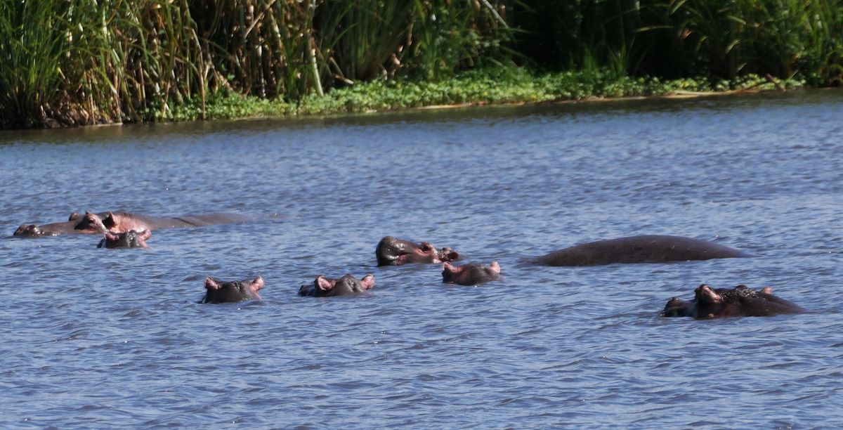 Hippos lounging in the hippo pool in the Ngorongoro Crater