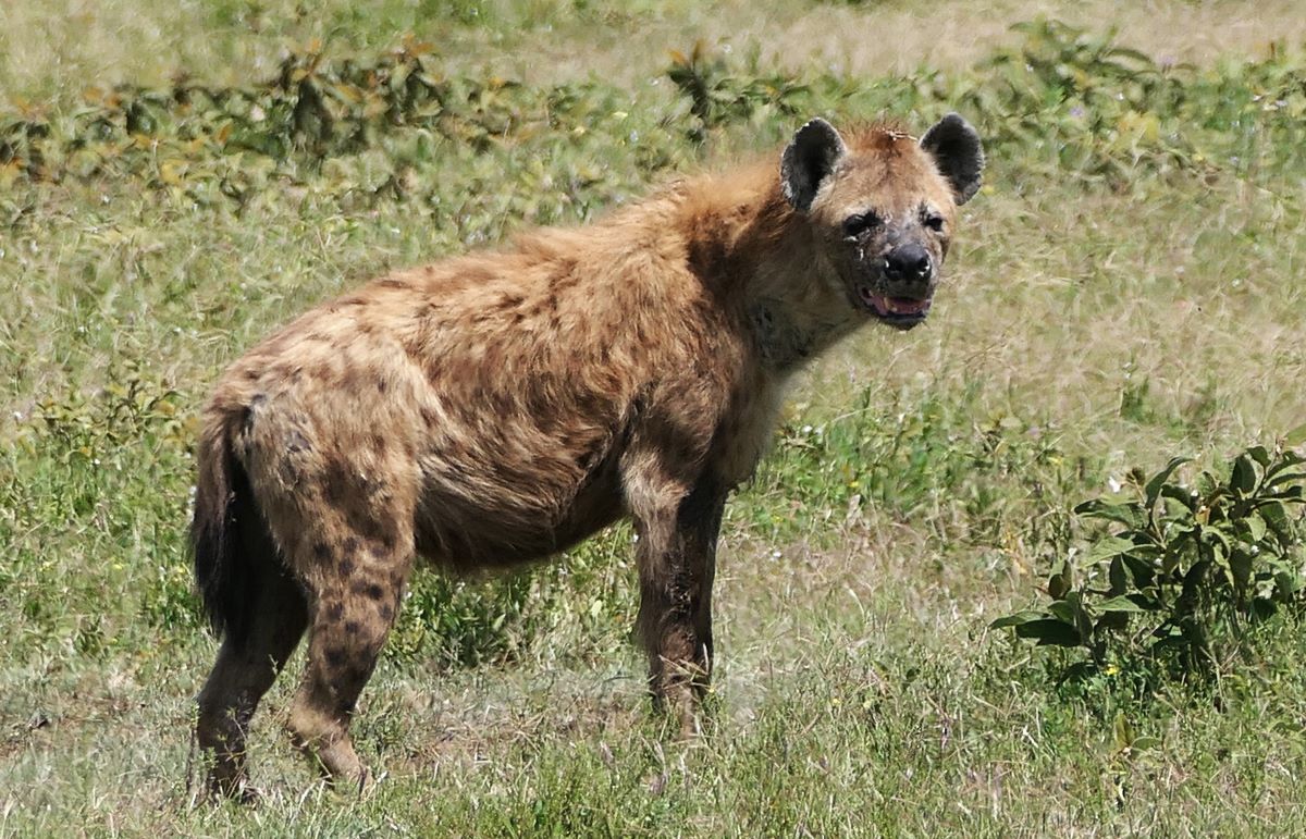 Hyena in the Ngorongoro Crater