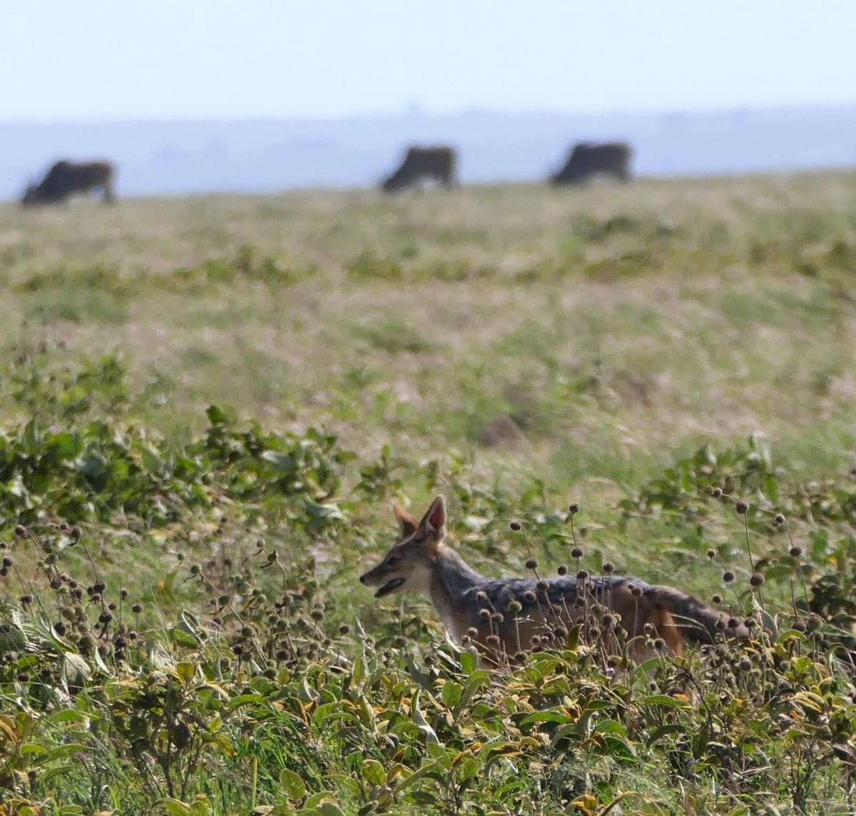 A jackal moving through the grasses of the Ngorongoro Crater