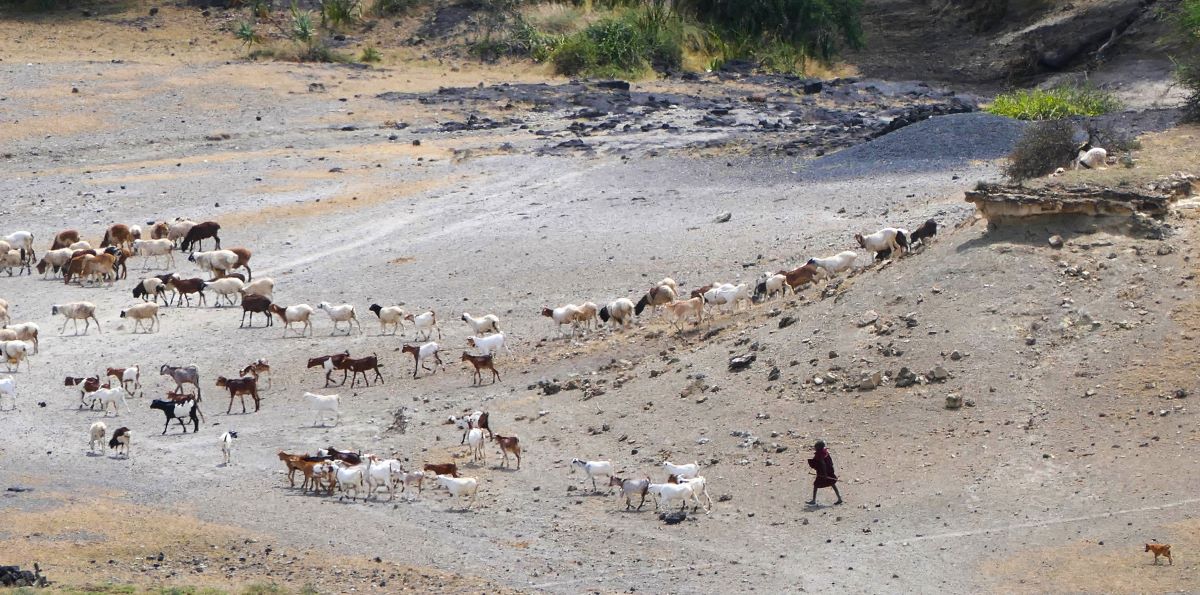 A Maasai shepherd and his animals in the Ngorongoro Conservation Area