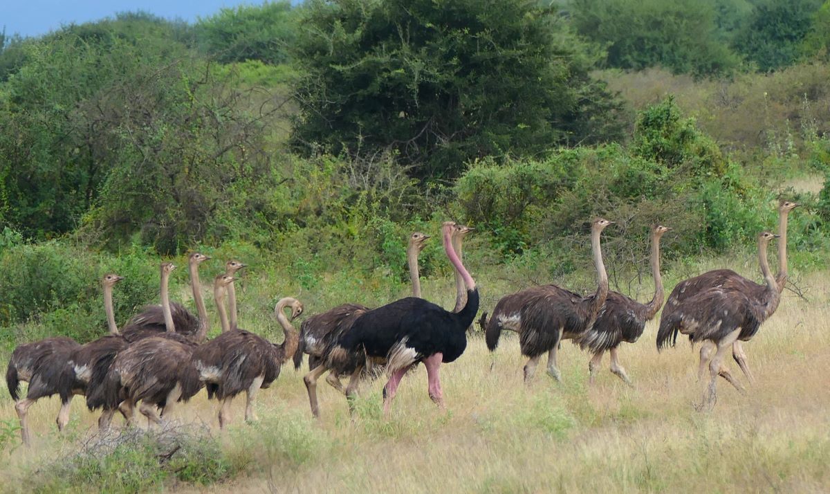 A male ostrich watching over his females in the Ngorongoro Crater