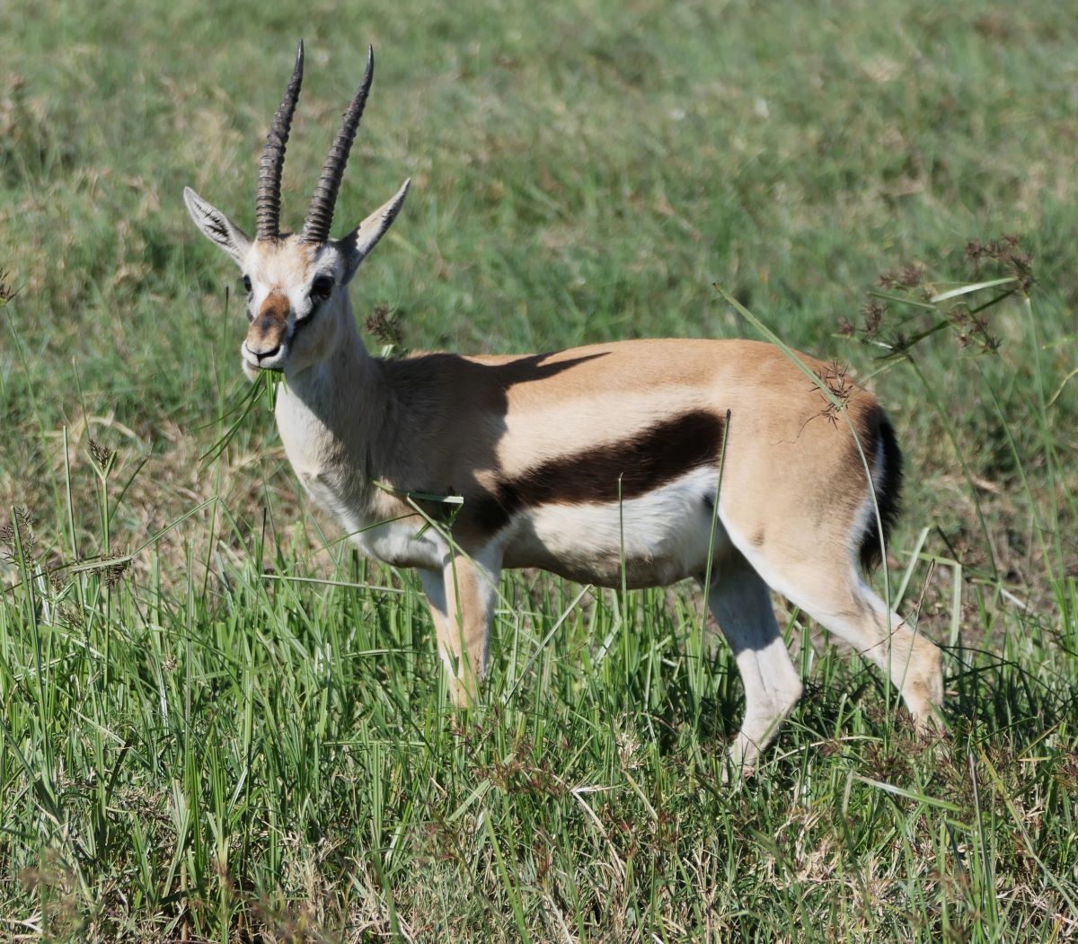 Thomson's gazelles have a thick dark stripe along their sides