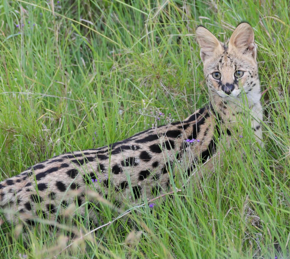 The spotted coat of the serval helps it blend into the long grasses of Ngorongoro Crater