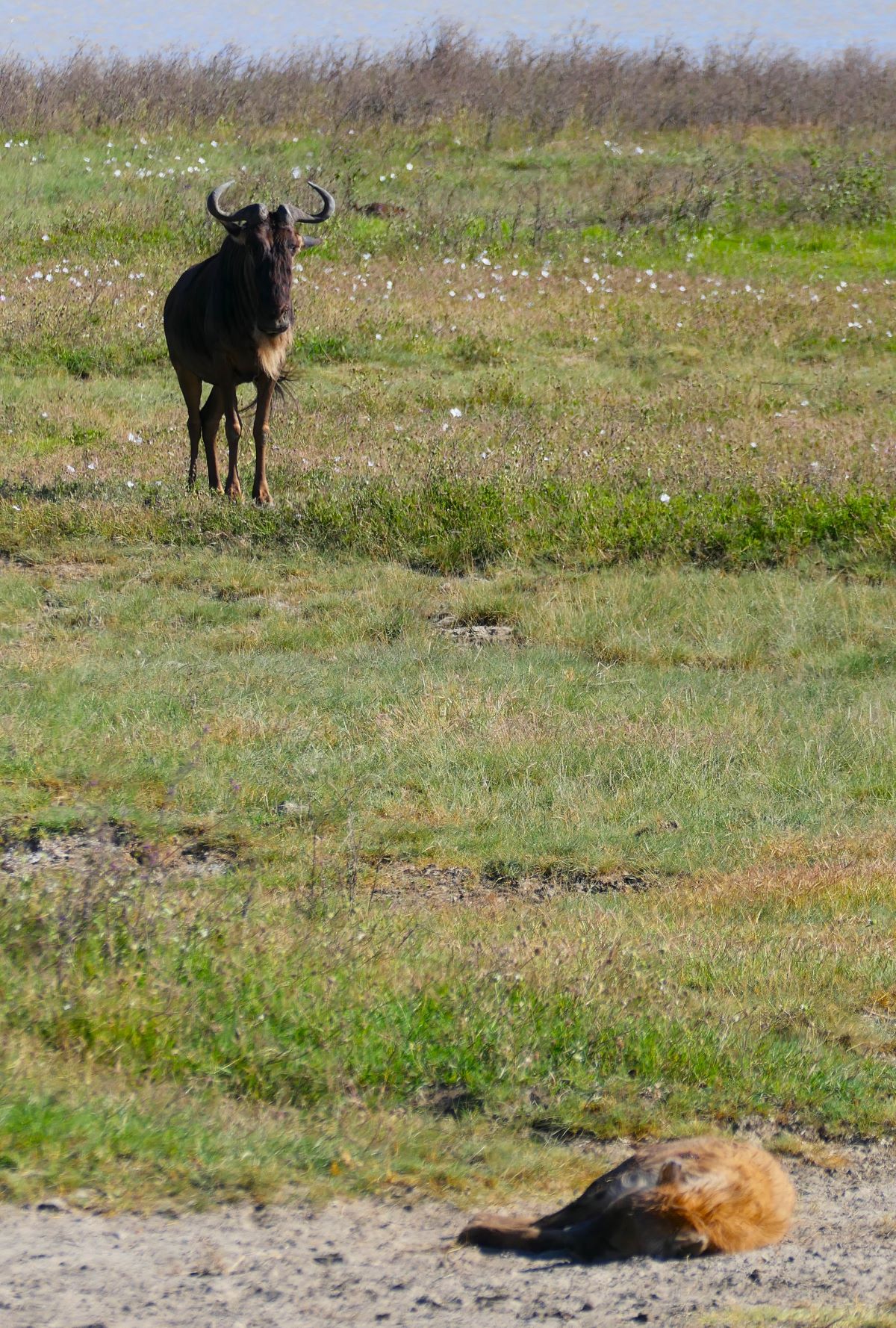 A male wildebeest keeps watch over a sleeping hyena in the Ngorongoro Crater