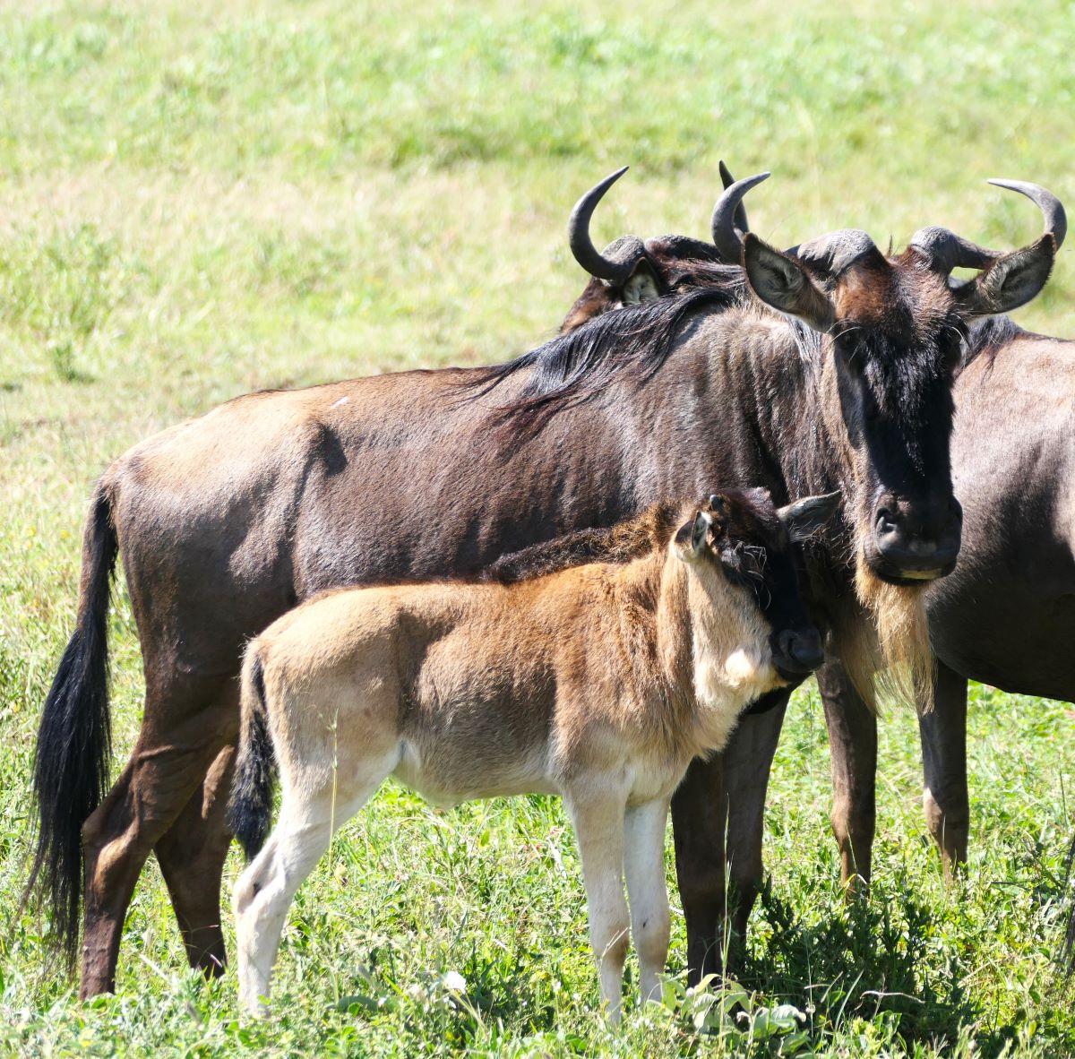 A wildebeest calf with its mother in May