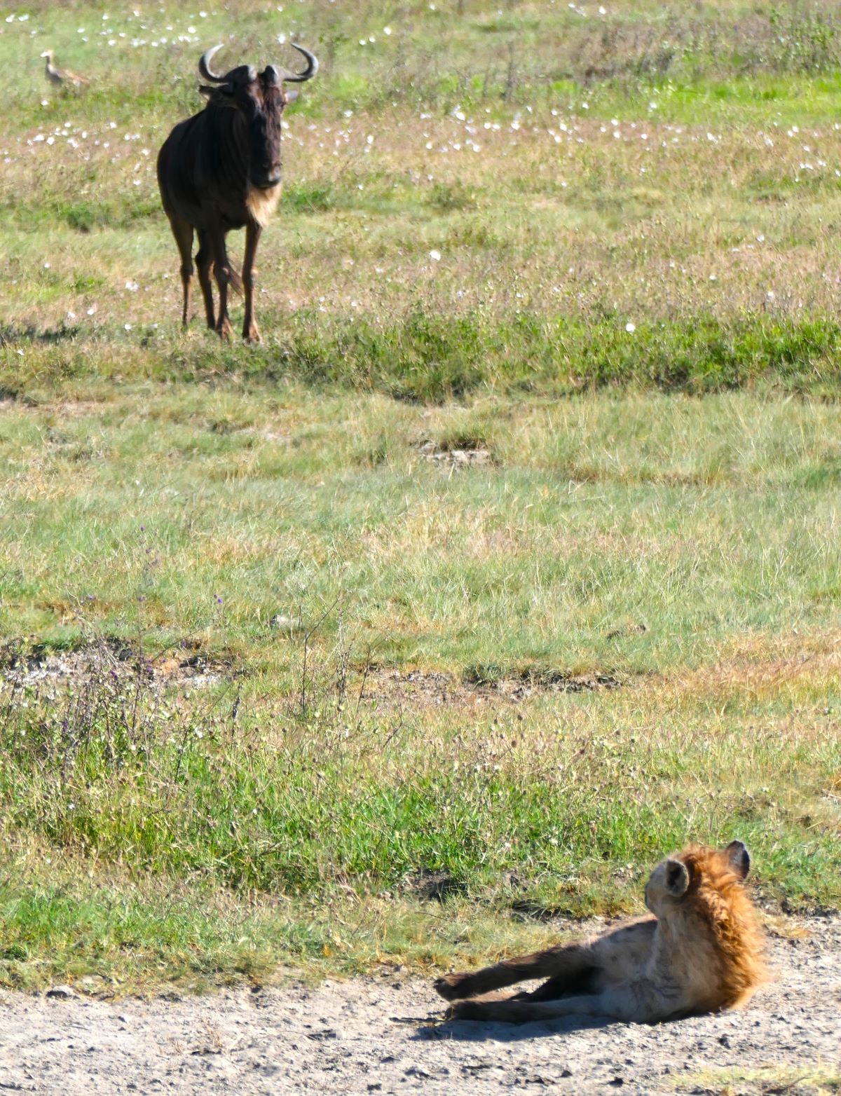 A male wildebeest keeps watch over a sleeping hyena in the Ngorongoro Crater