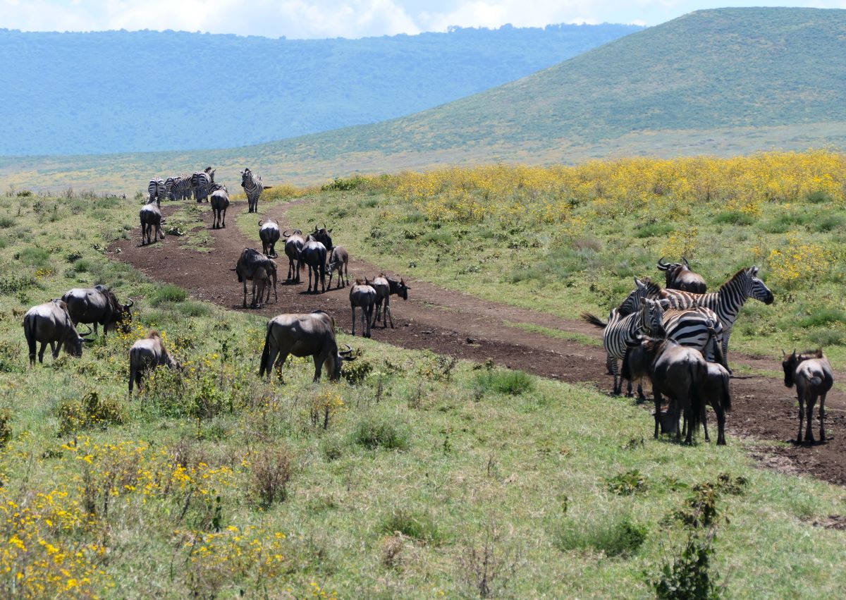 Wildebeest and zebra along the road leading down to the crater's floor