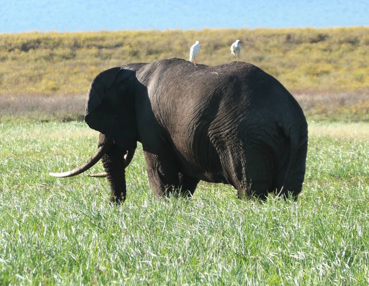 Solitary bull elephant in Ngorongoro Crater