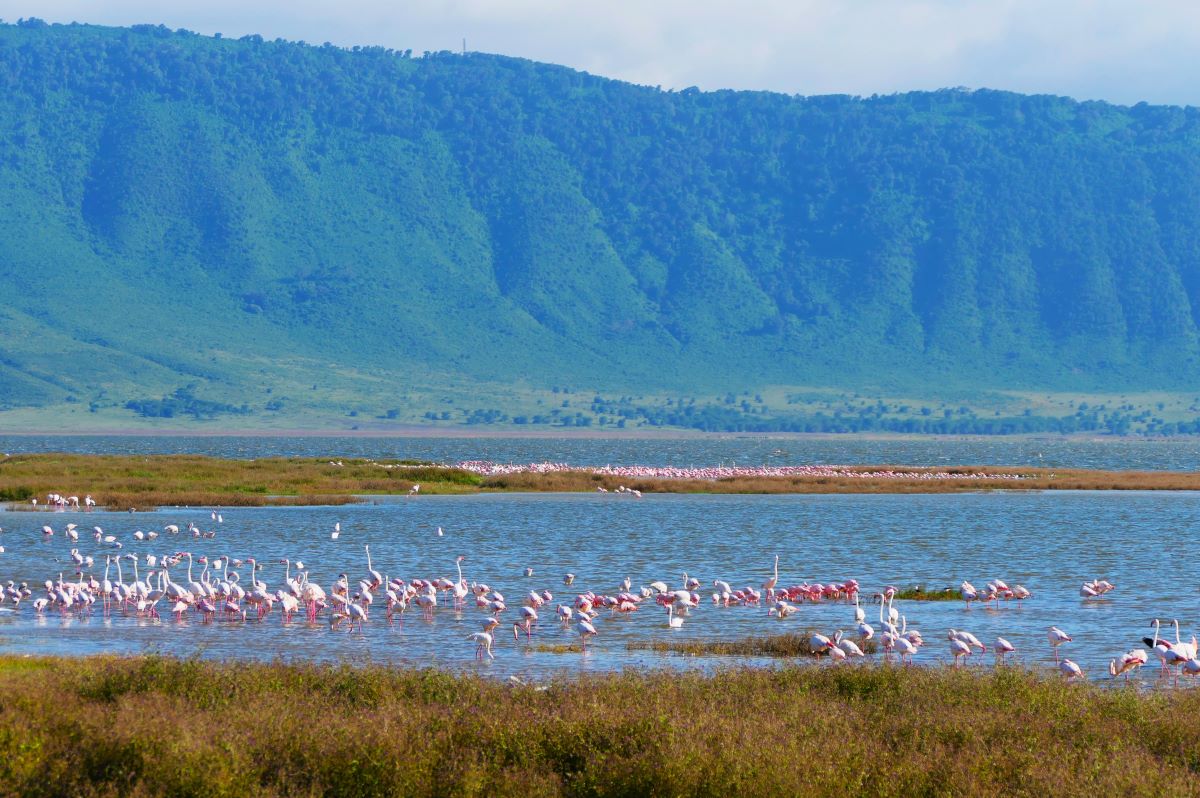 Flamingos in Lake Magdi