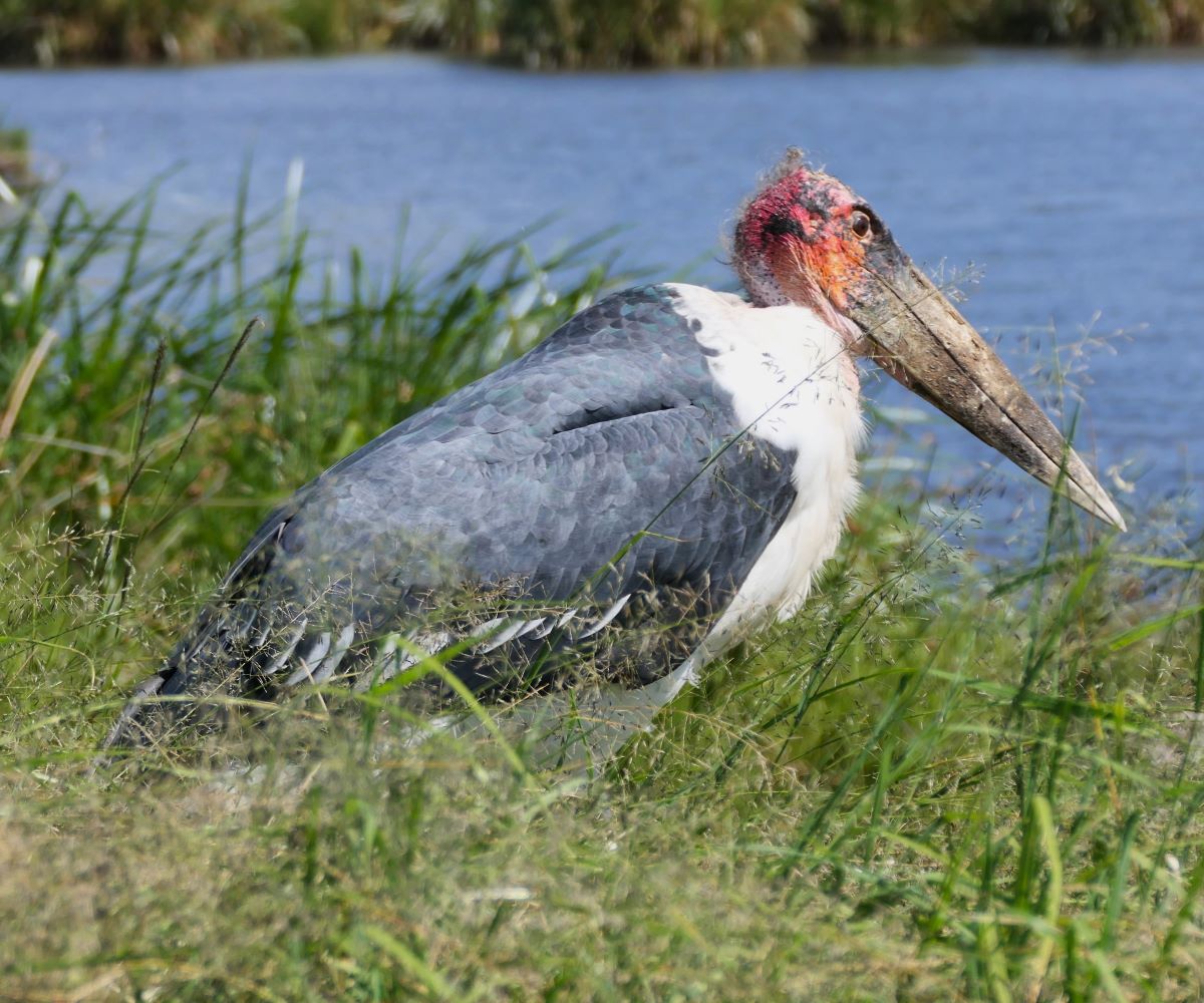 This Maribou stork was an expert at snagging a snack from unsuspecting visitors