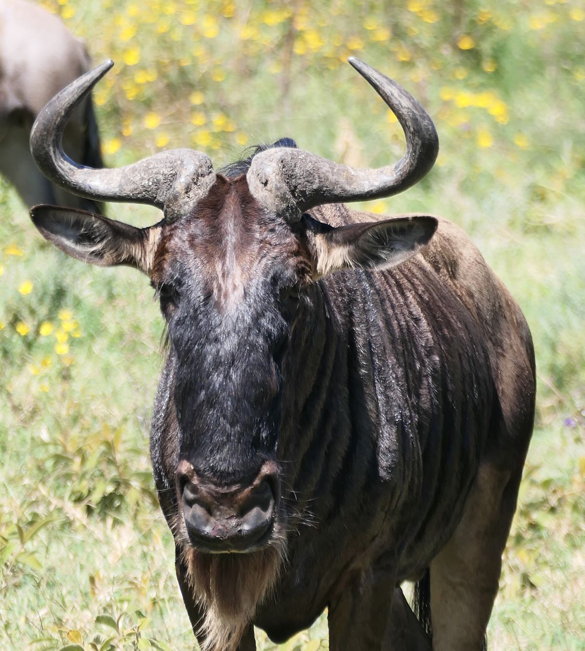 Bull wildebeest watching over his cows