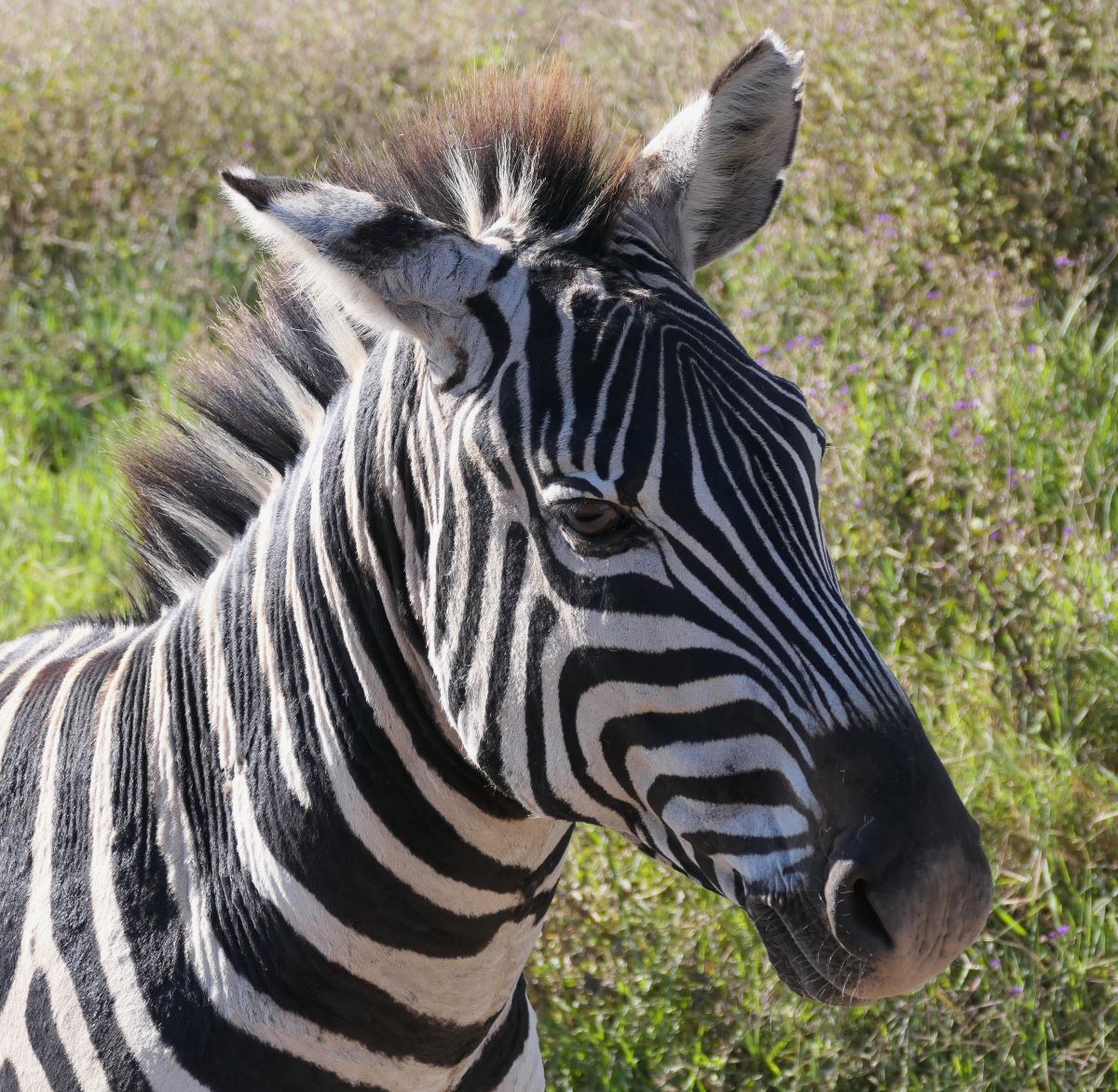 Zebra in the Ngorongoro Crater