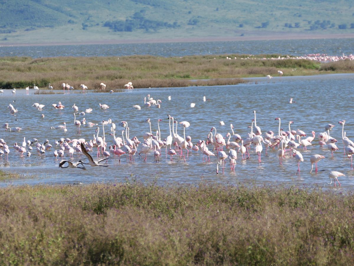 Flamingos in the Ngorongoro Crater