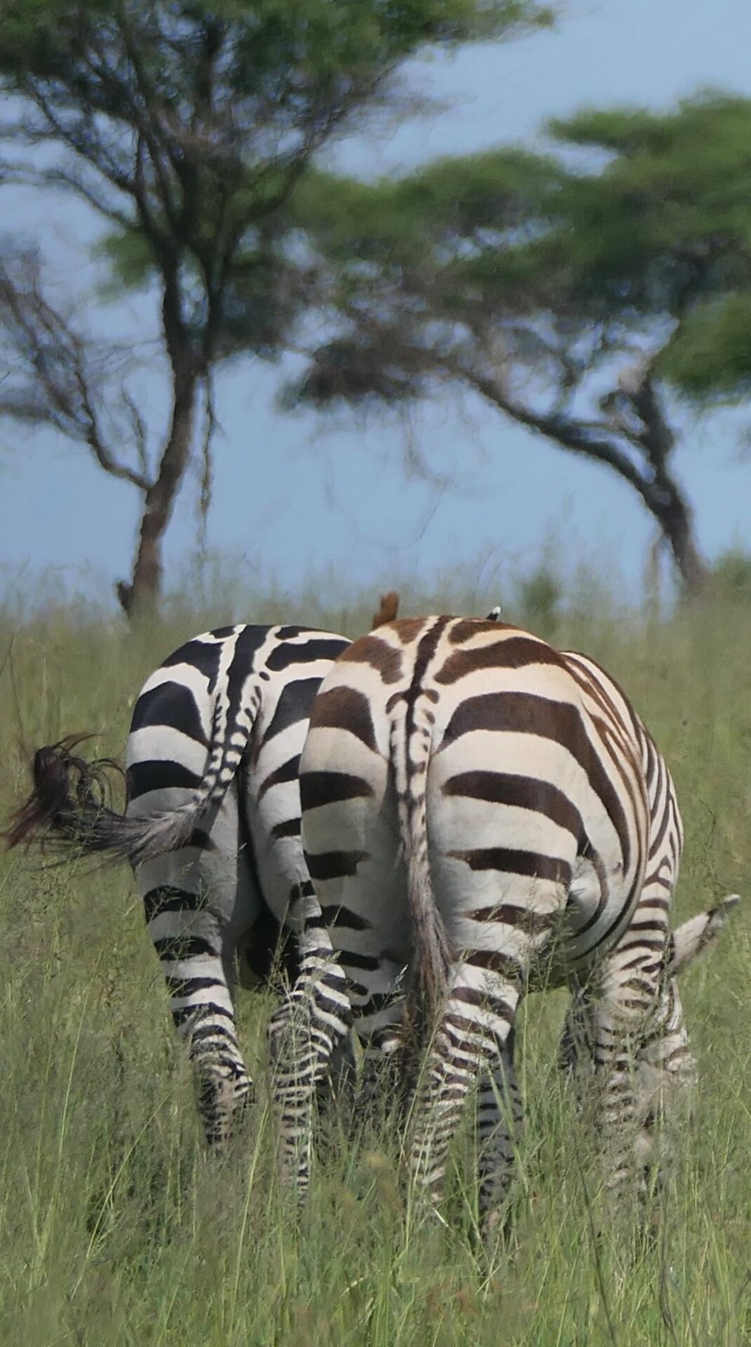 Zebras grazing