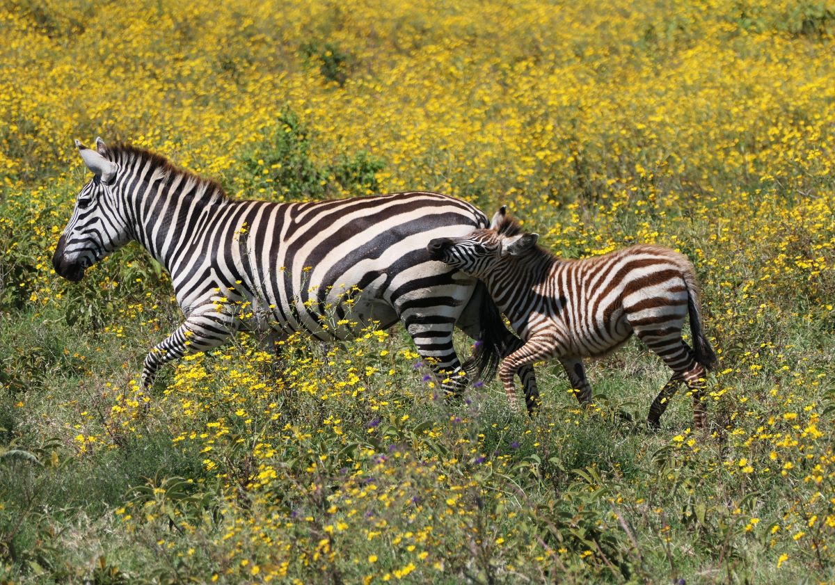 You're sure to see zebras when you visit The Ngorongoro Crater