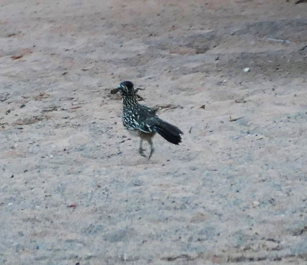 A roadrunner running off with a lizard in Snow Canyon State Park, Utah
